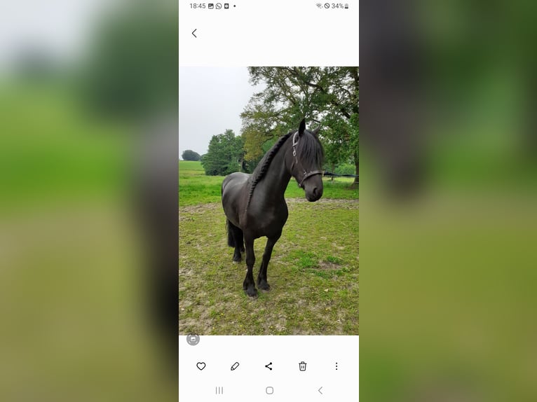 Friesian horses Gelding 18 years 15,2 hh Black in Uelsen