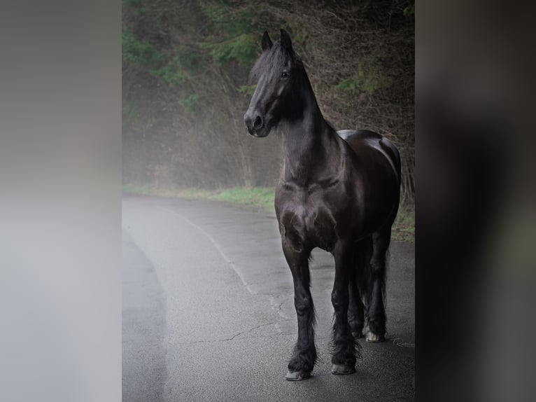 Friesian horses Gelding 18 years 16.1 hh Black in Nümbrecht