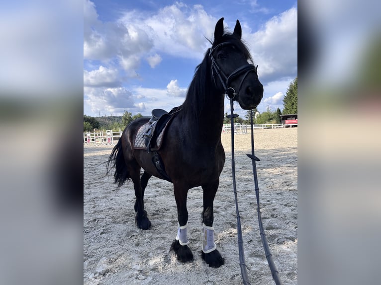 Friesian horses Gelding 18 years 16.1 hh Black in Nümbrecht