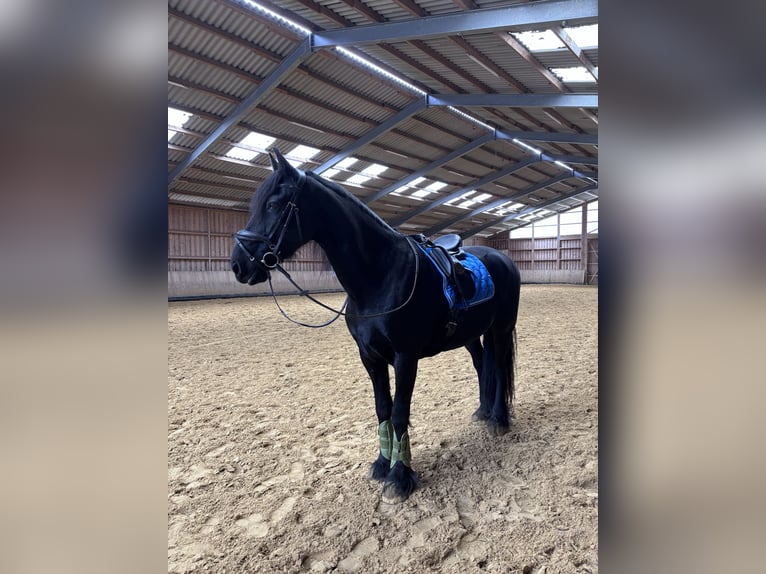 Friesian horses Gelding 18 years 16.1 hh Black in Nümbrecht