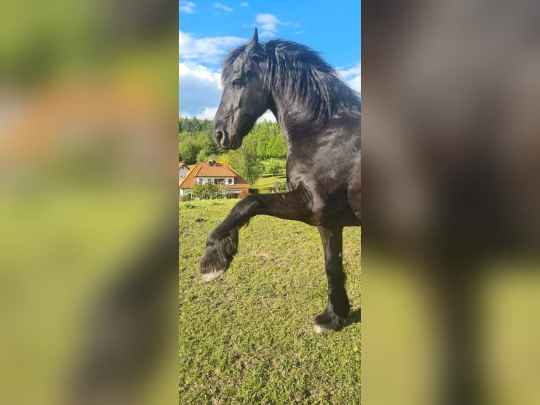Friesian horses Gelding 18 years 16 hh Black in Oftersheim