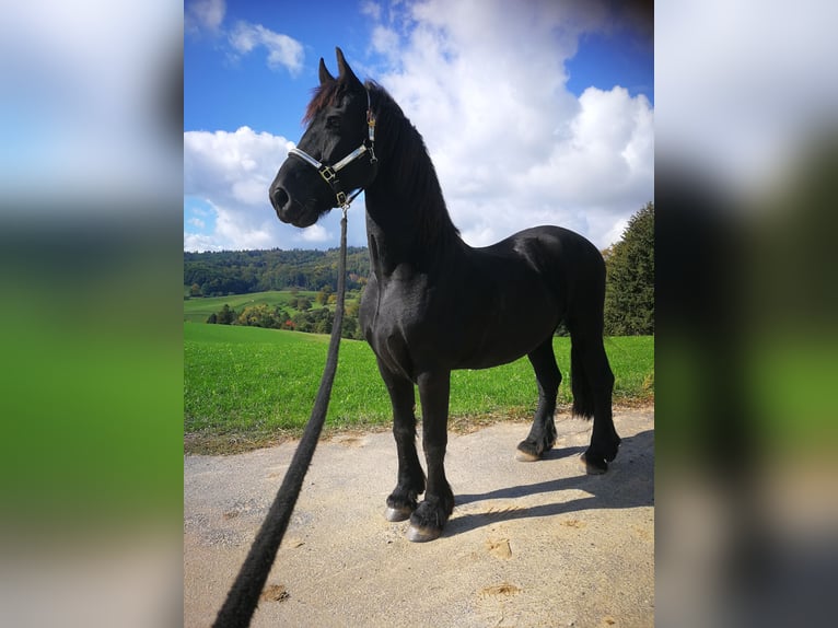 Friesian horses Gelding 18 years 16 hh Black in Oftersheim