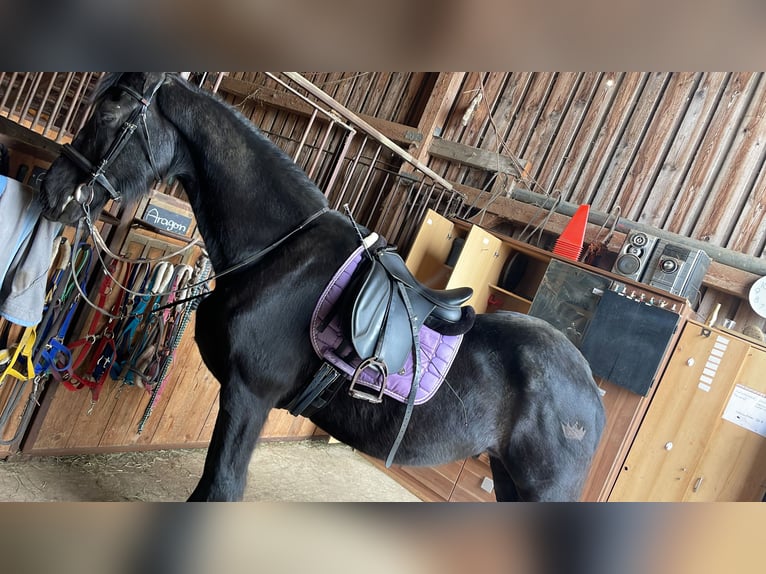 Friesian horses Gelding 18 years 16,1 hh Black in F&#xFC;rstenzell