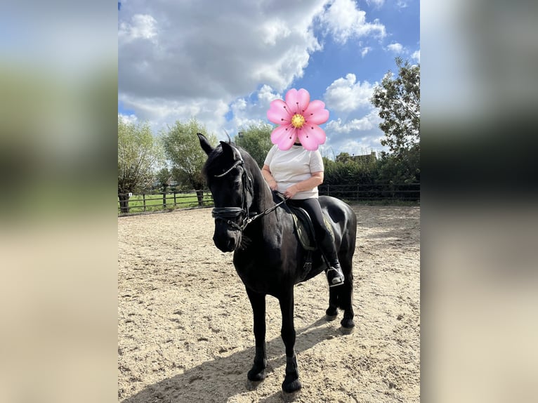Friesian horses Gelding 19 years 16,1 hh Black in Loenen aan de Vecht