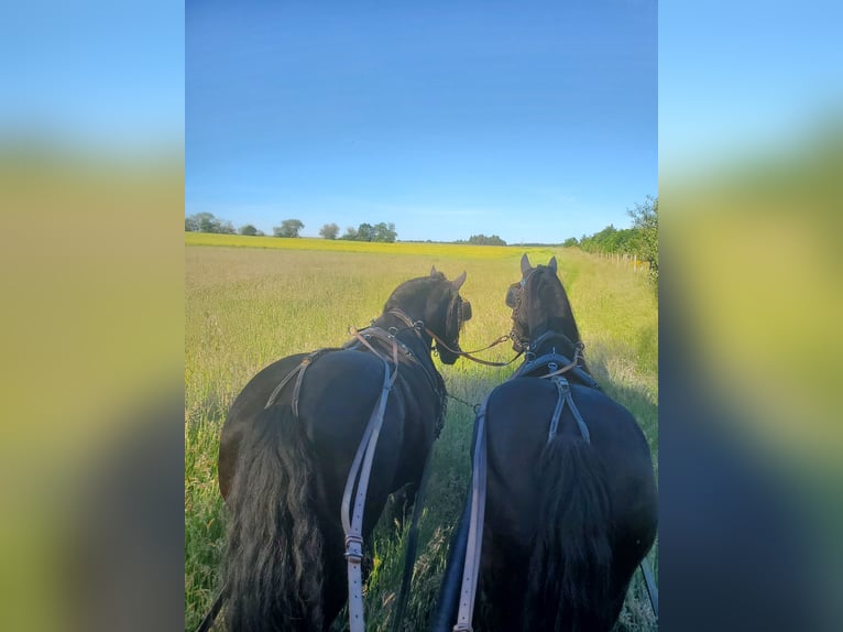Friesian horses Gelding 19 years Black in Hellertshausen