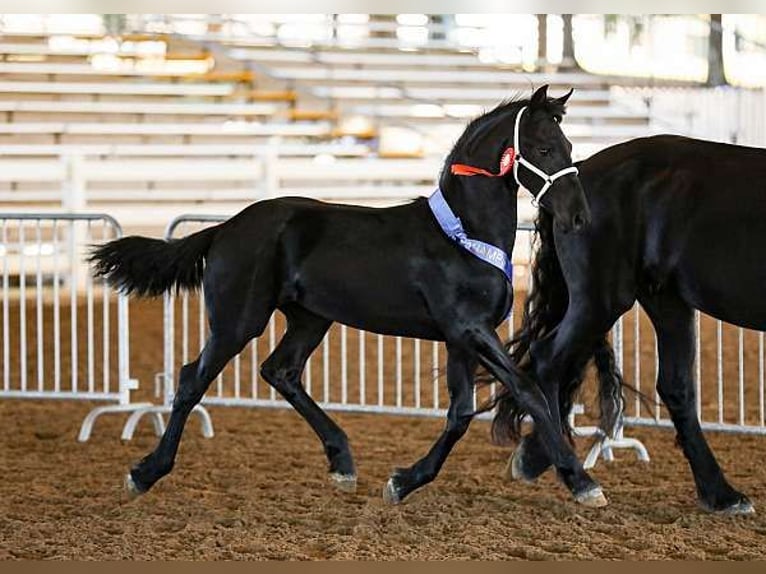 Friesian horses Gelding 1 year 16 hh Black in Denver