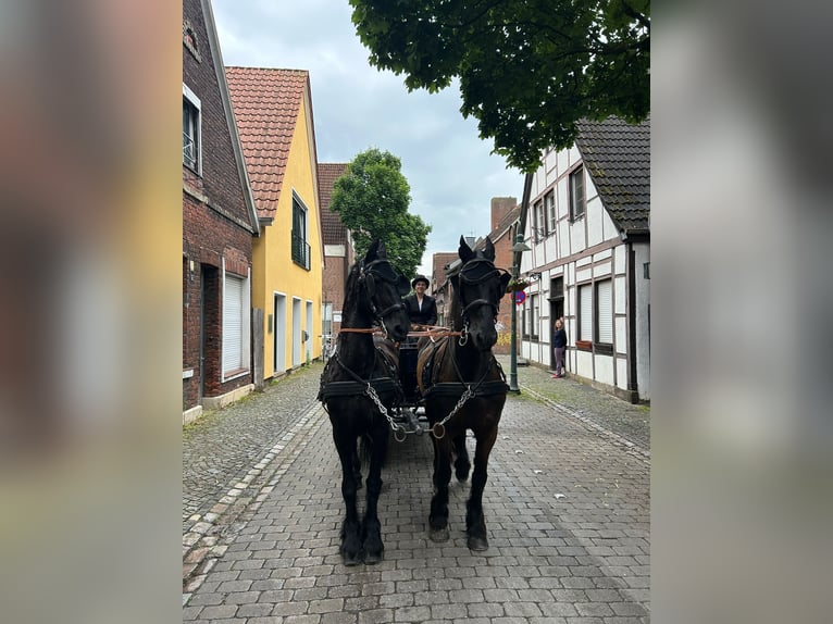 Friesian horses Gelding 20 years 15,2 hh Black in Billerbeck