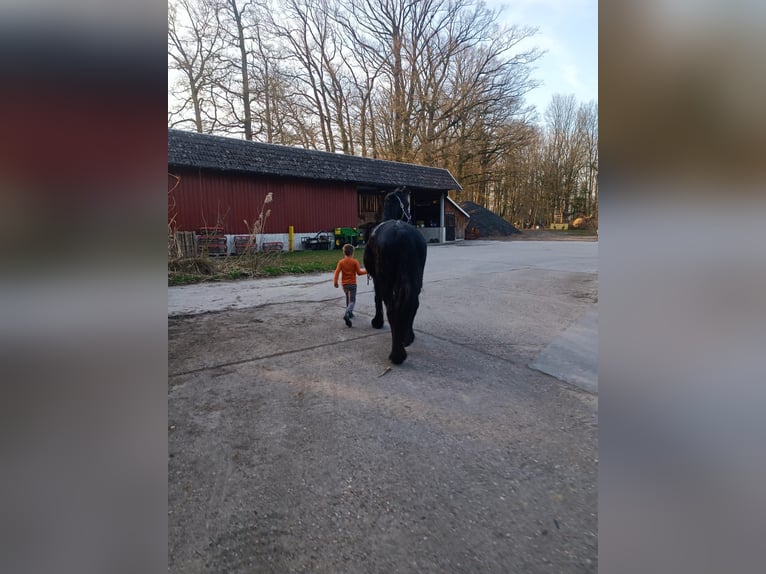 Friesian horses Gelding 20 years 15,2 hh Black in Billerbeck