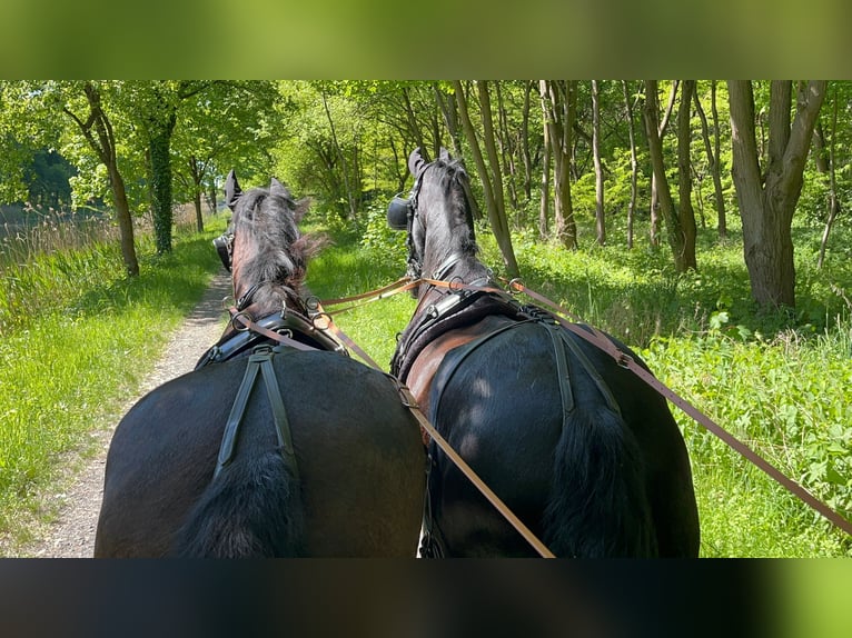 Friesian horses Gelding 20 years 15,2 hh Black in Billerbeck