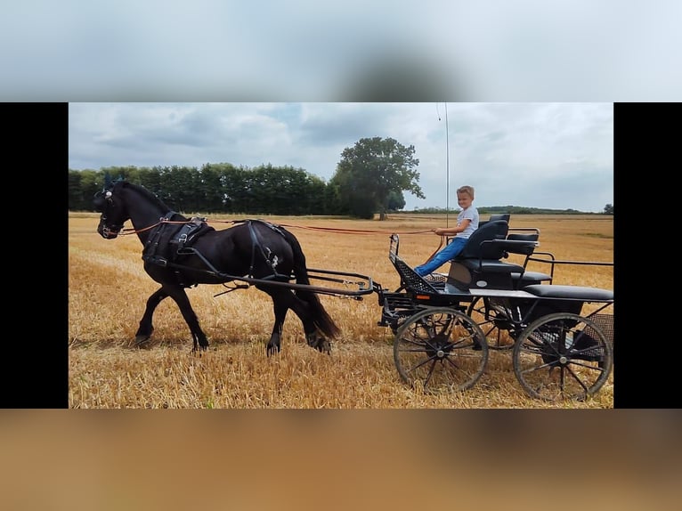 Friesian horses Gelding 20 years 15,2 hh Black in Billerbeck