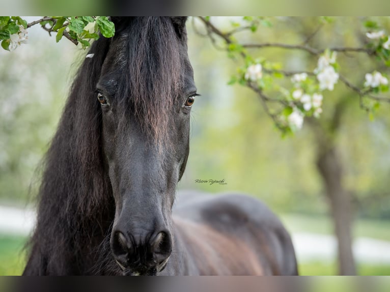 Friesian horses Gelding 20 years 15,3 hh Black in Chur