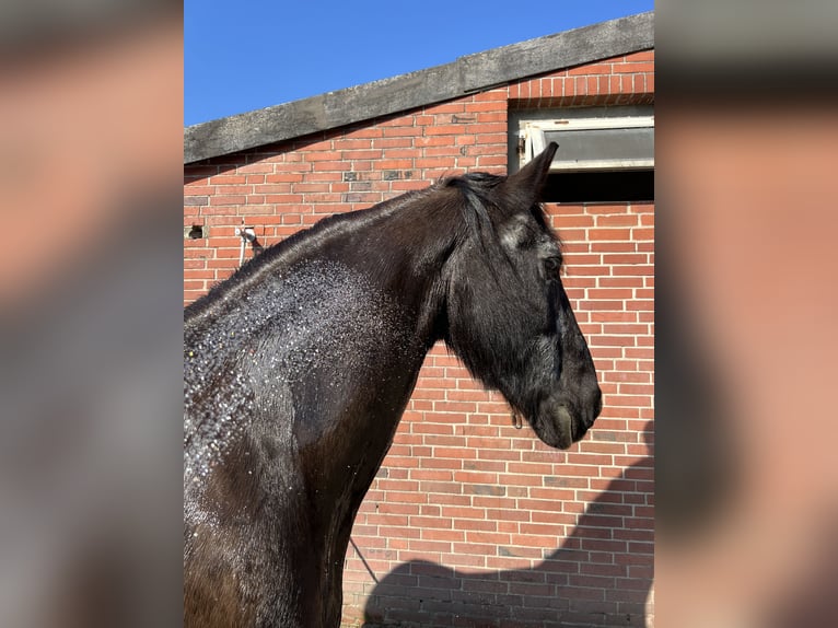 Friesian horses Gelding 25 years 15,2 hh Black in Hamburg Heimfeld