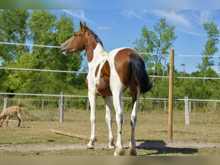 Friesian horses Mix Gelding 2 years 15,2 hh Pinto in Romorantin-Lanthenay