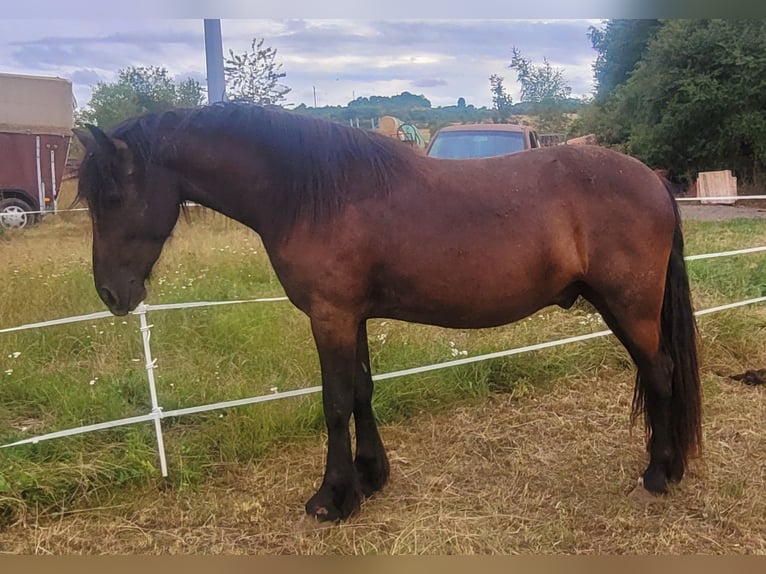 Friesian horses Gelding 2 years 15,2 hh Smoky-Black in Reiskirchen Friesian horses Gelding 2 years 15,2 hh Smoky-Black in Reiskirchen