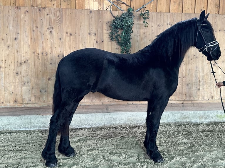 Friesian horses Gelding 2 years 16 hh Black in Riedlingen