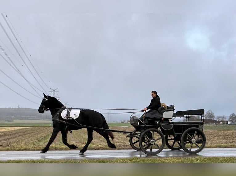 Friesian horses Gelding 2 years 16 hh Black in Riedlingen