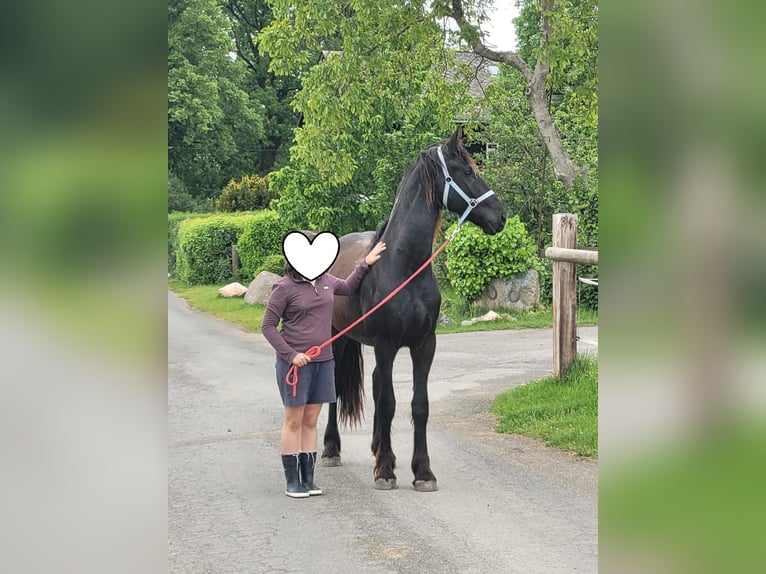 Friesian horses Gelding 2 years 16 hh Black in Unkel
