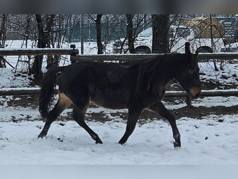 Friesian horses Mix Gelding 3 years 14,2 hh Bay-Dark in Niederzier