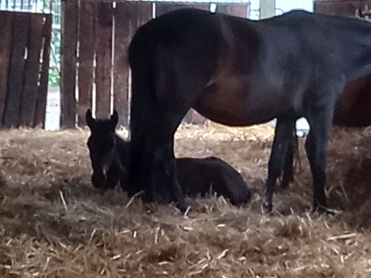 Friesian horses Mix Gelding 3 years 14,2 hh Bay-Dark in Niederzier