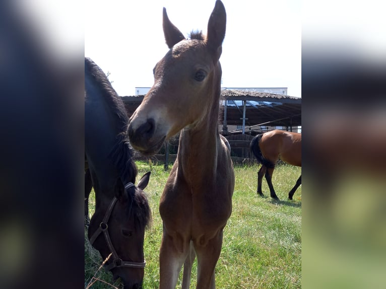 Friesian horses Mix Gelding 3 years 14,2 hh Bay-Dark in Niederzier