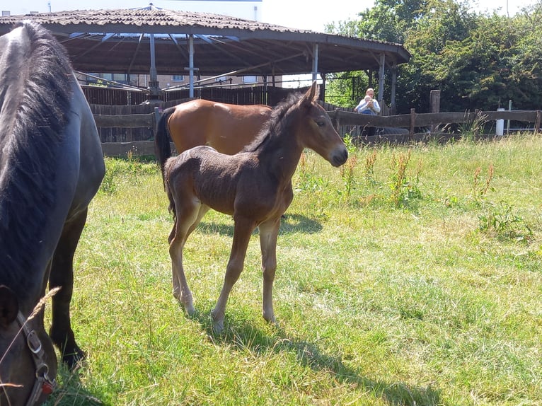 Friesian horses Mix Gelding 3 years 14,2 hh Bay-Dark in Niederzier