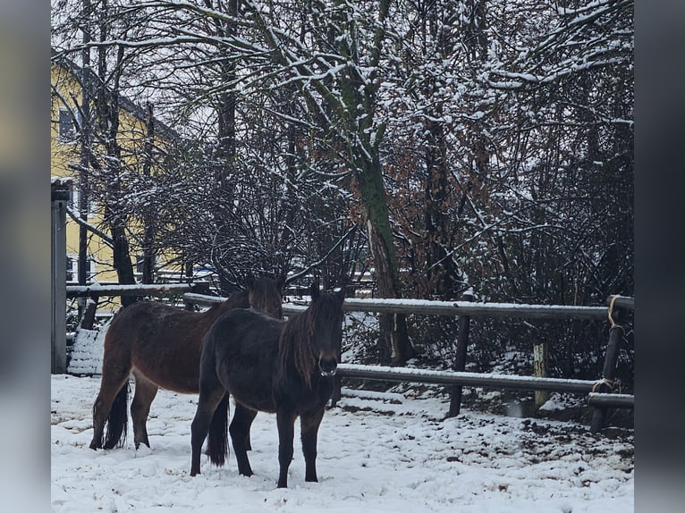 Friesian horses Mix Gelding 3 years 14,2 hh Bay-Dark in Niederzier