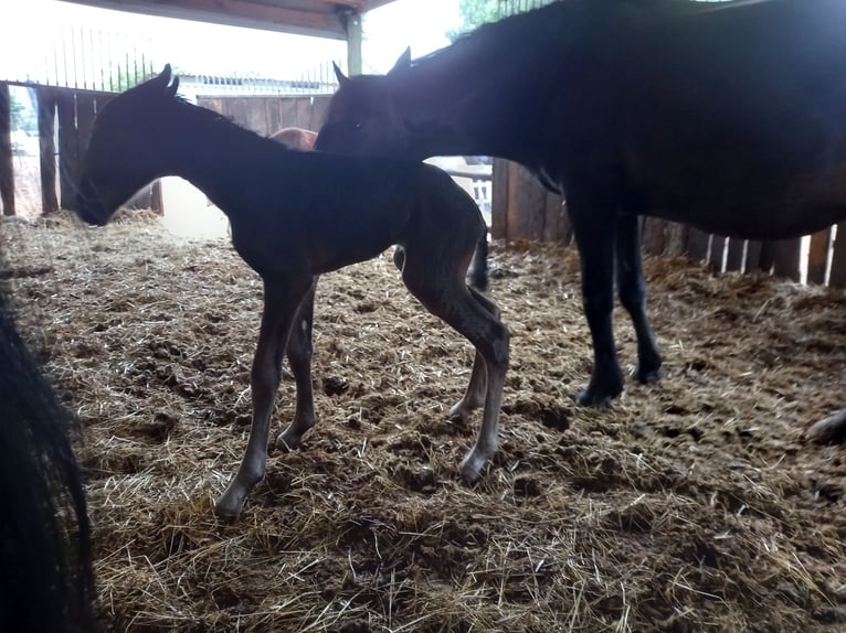 Friesian horses Mix Gelding 3 years 14,2 hh Bay-Dark in Niederzier