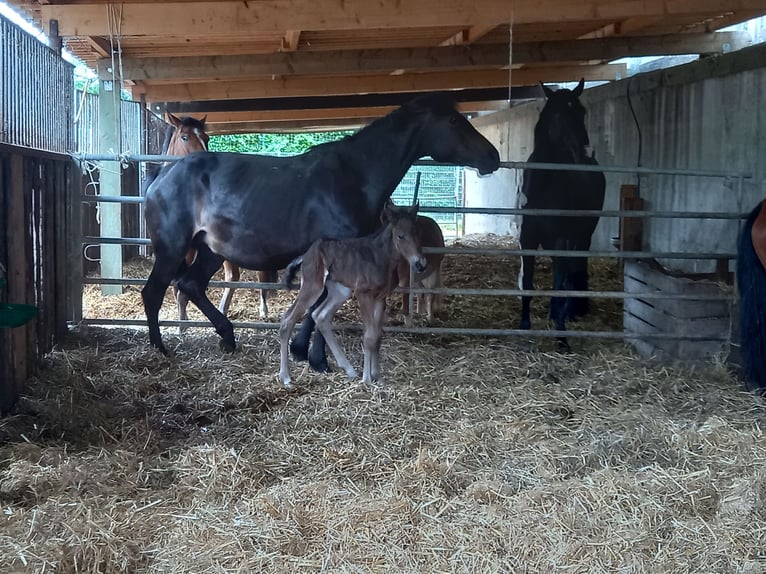 Friesian horses Mix Gelding 3 years 14,2 hh Bay-Dark in Niederzier