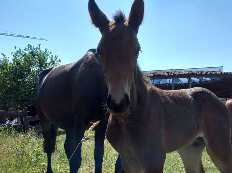 Friesian horses Mix Gelding 3 years 14,2 hh Bay-Dark in Niederzier