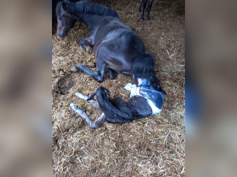 Friesian horses Mix Gelding 3 years 14,2 hh Bay-Dark in Niederzier