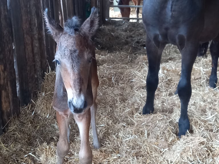 Friesian horses Mix Gelding 3 years 14,2 hh Bay-Dark in Niederzier