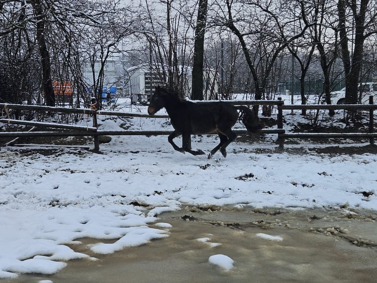 Friesian horses Mix Gelding 3 years 14,2 hh Bay-Dark in Niederzier