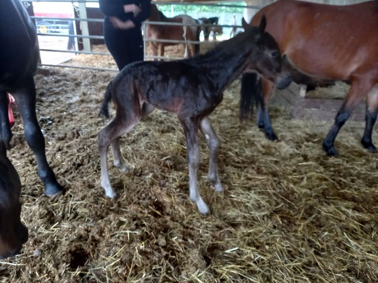 Friesian horses Mix Gelding 3 years 14,2 hh Bay-Dark in Niederzier