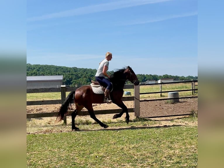 Friesian horses Gelding 3 years 14,2 hh Bay in Narvon, PA