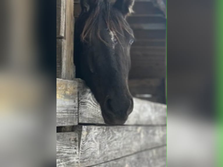 Friesian horses Gelding 3 years 15.1 hh Black in Conway