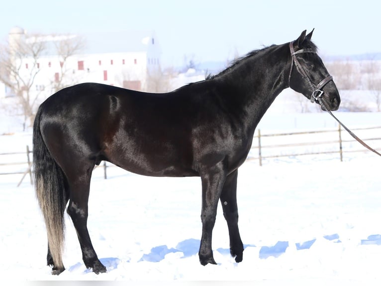 Friesian horses Mix Gelding 3 years 15.1 hh Black in Gap