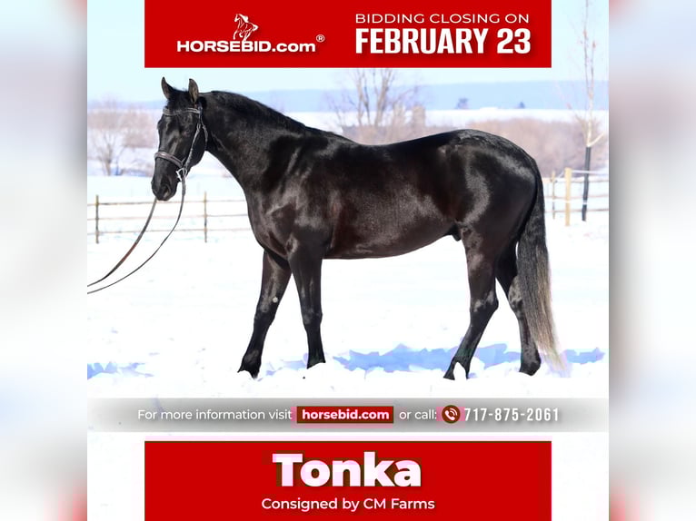 Friesian horses Mix Gelding 3 years 15.1 hh Black in Gap