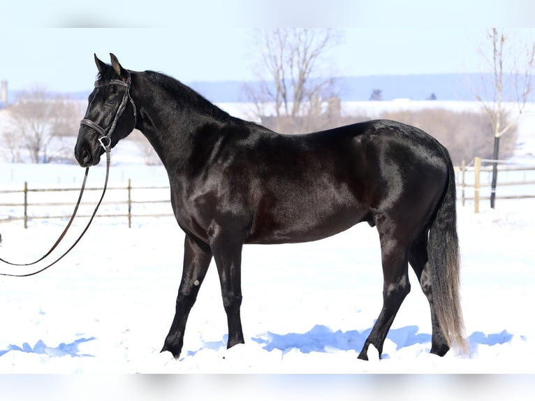Friesian horses Mix Gelding 3 years 15.1 hh Black in Gap