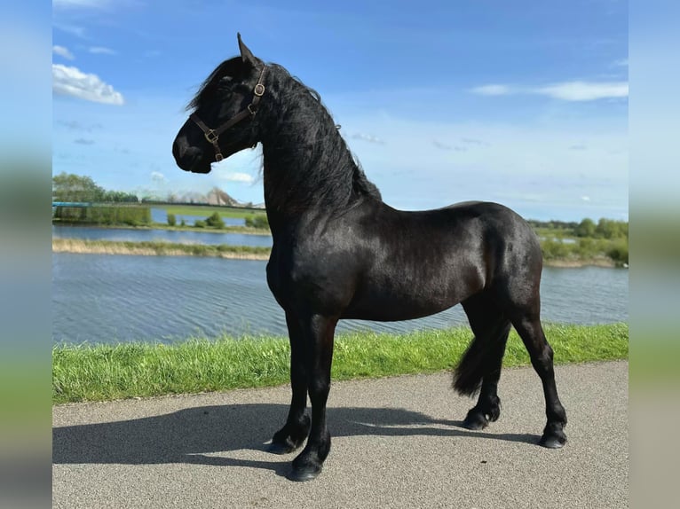 Friesian horses Gelding 3 years 15,2 hh Black in Bemmel