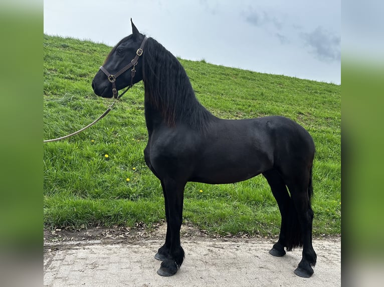 Friesian horses Gelding 3 years 15,2 hh Black in Bemmel