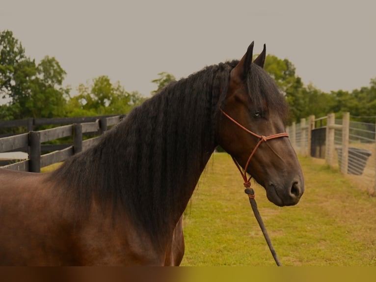 Friesian horses Gelding 3 years 15,2 hh Black in Wooster