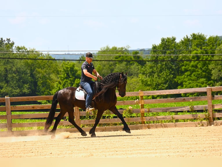 Friesian horses Gelding 3 years 15,2 hh Black in Wooster