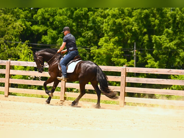 Friesian horses Gelding 3 years 15,2 hh Black in Wooster