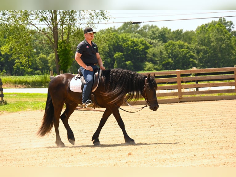 Friesian horses Gelding 3 years 15,2 hh Black in Wooster
