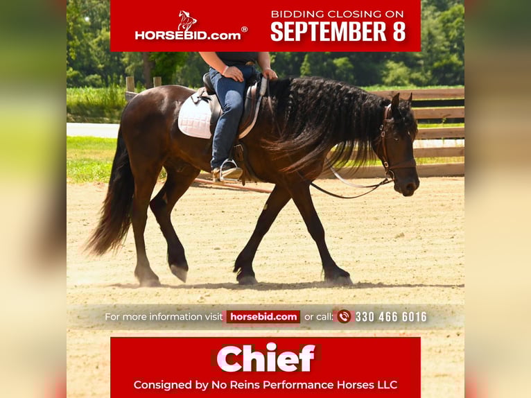 Friesian horses Gelding 3 years 15,2 hh Black in Wooster