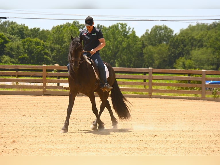 Friesian horses Gelding 3 years 15,2 hh Black in Wooster