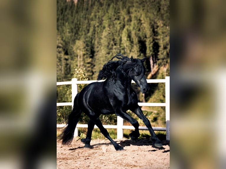 Friesian horses Gelding 3 years 15,3 hh Black in Bad Kleinkirchheim