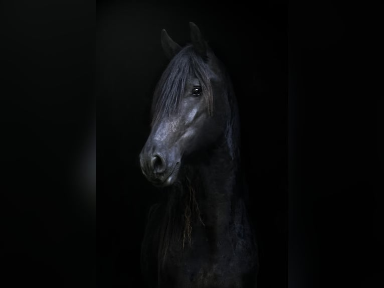 Friesian horses Gelding 3 years 15,3 hh Black in Bad Kleinkirchheim
