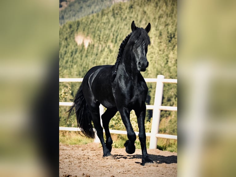 Friesian horses Gelding 3 years 15,3 hh Black in Bad Kleinkirchheim
