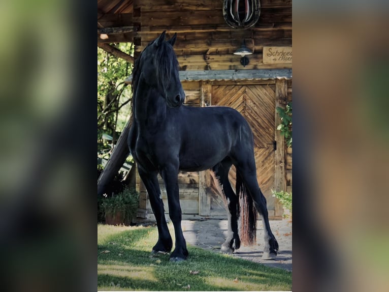 Friesian horses Gelding 3 years 15,3 hh Black in Bad Kleinkirchheim
